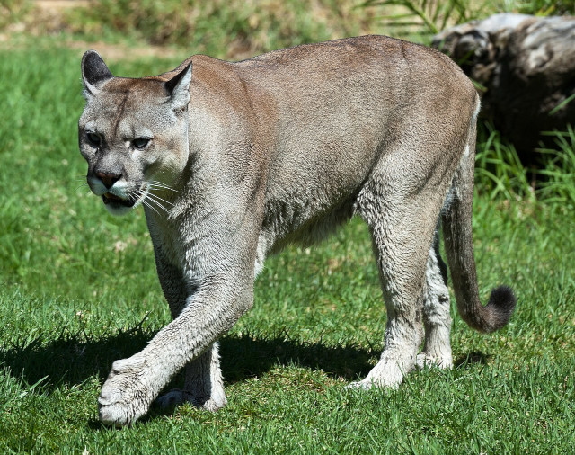Puma_concolor_stanleyana_-_Texas_Park_-_Lanzarote_-PC08_(cropped).jpg